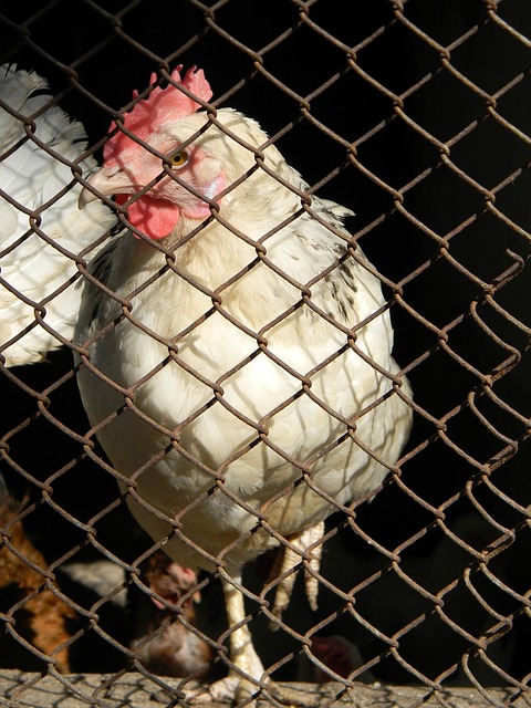 将胜利收入 将胜利收入